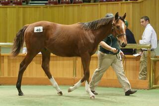 Day 1 Sale topper Lot 40 fetched $170,000. Photo Credit: Trish Dunell. 
